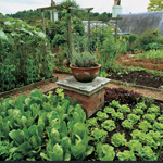 Dan's resolution - vegetables.