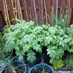 Holly's Resolution - Potatoes