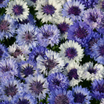 Michael's Resolution - Cornflower
