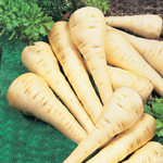 Sue's resolution - Parsnip