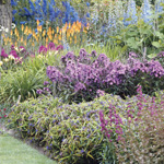Aimee's resolution - perennials