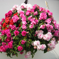 Rebecca's Trial Ground Favourite - Busy Lizzie 'Fiesta™ Mixed'