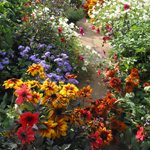 Rebecca's resolution - flower plants