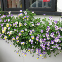 Sue's Trial Ground Favourite - Pansy 'Cottage Garden Mix'
