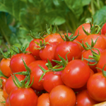 Craig's resolution - Tomatoes