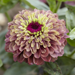 Clare's Resolution - Zinnia