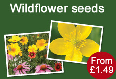 buy wildflower seed